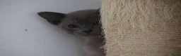 Burmese cats for sale: Affectionate Burmese boys - Advert 5