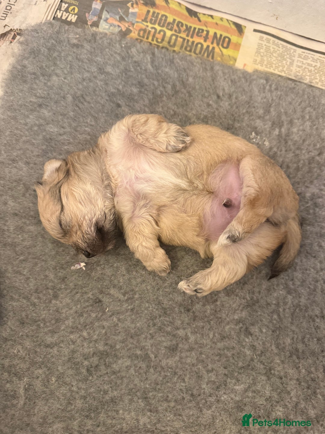 Mixed Breed dogs for sale: Absolutely gorgeous lhatese puppies - Advert 9