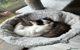 Mixed Breed cats for sale: Adorable Playful Happy Mixed breed kittens - Image 30