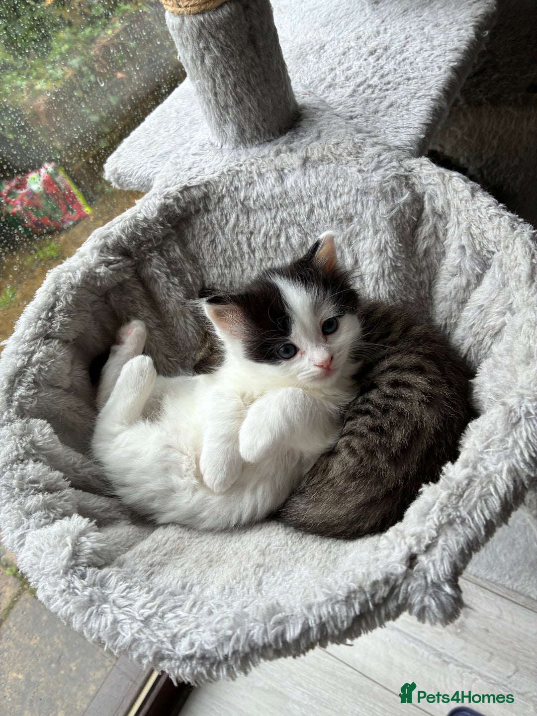 Mixed Breed cats for sale: Adorable Playful Happy Mixed breed kittens - Image 30