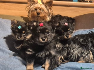 Mixed Breed dogs For sale Toy Yorkshire&Pomeranian mix boys 🐶 - Advert 5
