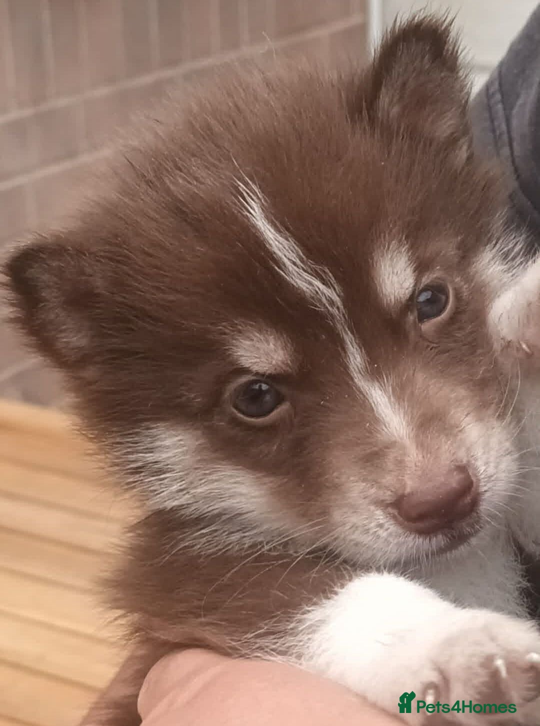 Siberian Husky dogs Pedigree Siberian Husky Puppies in York - Advert 15