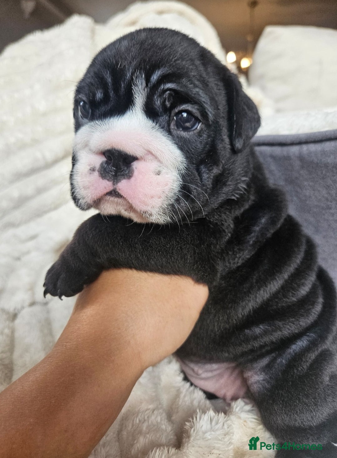 English Bulldog dogs for sale: Outstanding KC English Bulldogs, Top Quality Pups - Image 21