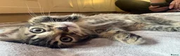 Domestic Shorthair cats for sale: 5 Kittens available  - Advert 5
