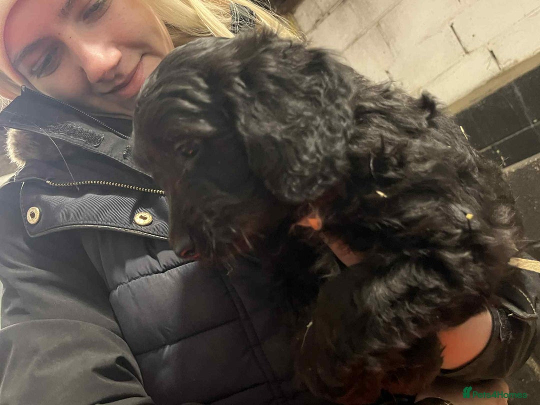 Mixed Breed dogs for sale: Sproodles / sprokapoo - Advert 6