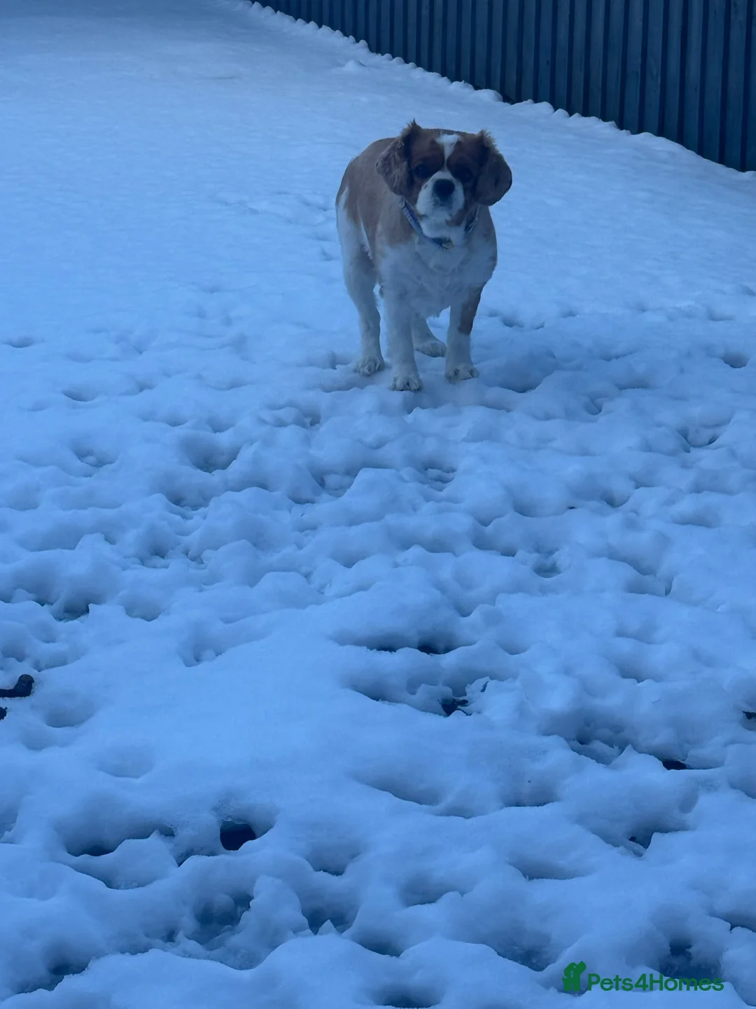 Cavalier King Charles Spaniel dogs for sale: Dexter is looking for a new home 🥺 - Advert 2