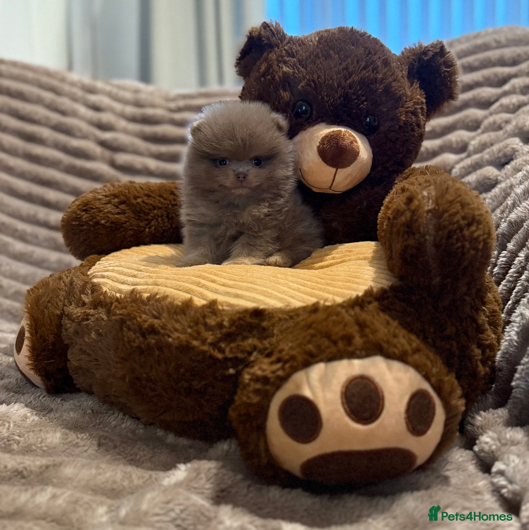Pomeranian dogs for stud: Lilac and orange tan teddy Bear🪻🍊 - Advert 19