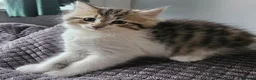 Siberian cats for sale: Beautiful Siberian kitten ready for a new home - Advert 3
