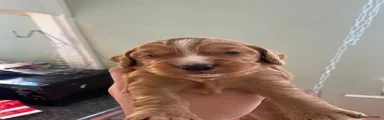Cocker Spaniel 1