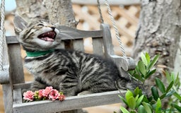 Bengal cats for sale:  Beautiful Bengal kittens  - Image 5