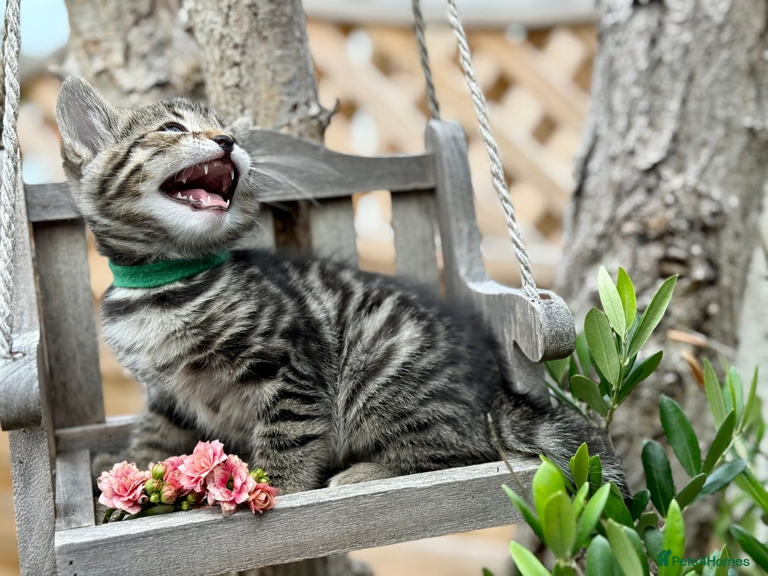 Bengal cats for sale:  Beautiful Bengal kittens  - Image 5