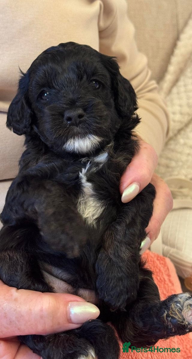 Cavapoo dogs Adorable F1B Cavapoo Puppies Ready - Advert 1