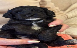 Cavapoo dogs for sale: Adorable F1B Cavapoo Puppies Ready - Image 1