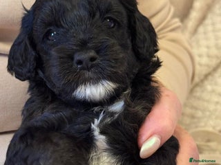 Cavapoo dogs - Advert 2