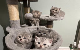 Scottish Fold cats for sale: Scottish fold and Scottish straight kitten - Advert 1