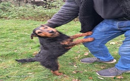 Mixed Breed dogs for sale: Patterdale/ fell terriers/ lakeland  - Image 23