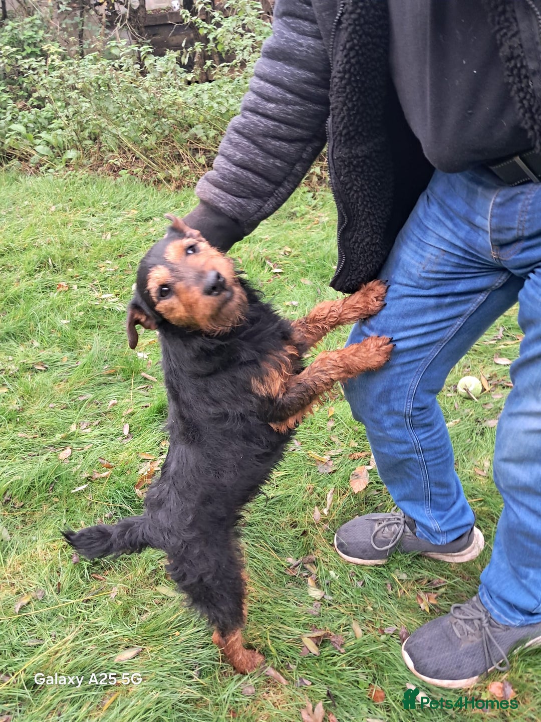 Mixed Breed dogs for sale: Patterdale/ fell terriers/ lakeland  - Image 23