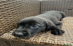 Labrador Retriever dogs for sale: 6 beautiful pedigree Labrador puppies - Image 12