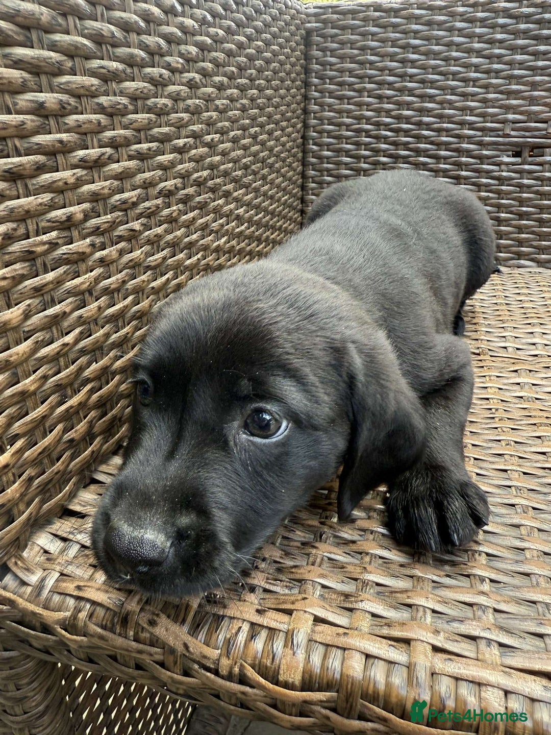 Labrador Retriever dogs for sale: 6 beautiful pedigree Labrador puppies - Image 12