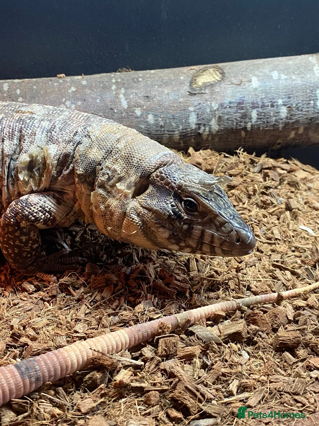 Lizard reptiles for sale: Red tegu in Benfleet - Advert 2