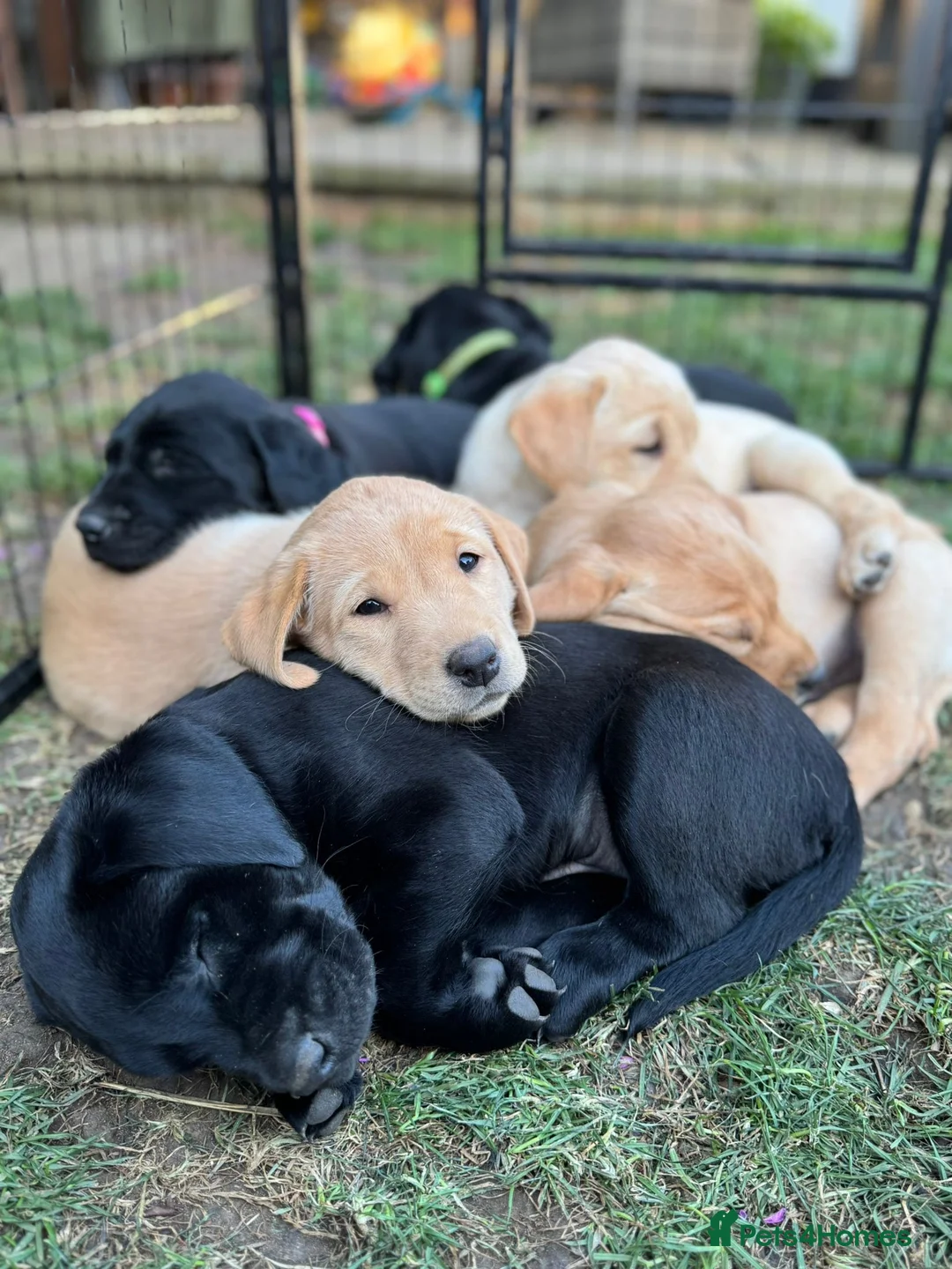 Labrador Retriever dogs for sale: KC reg health tested 2 left in Ashtead - Advert 1