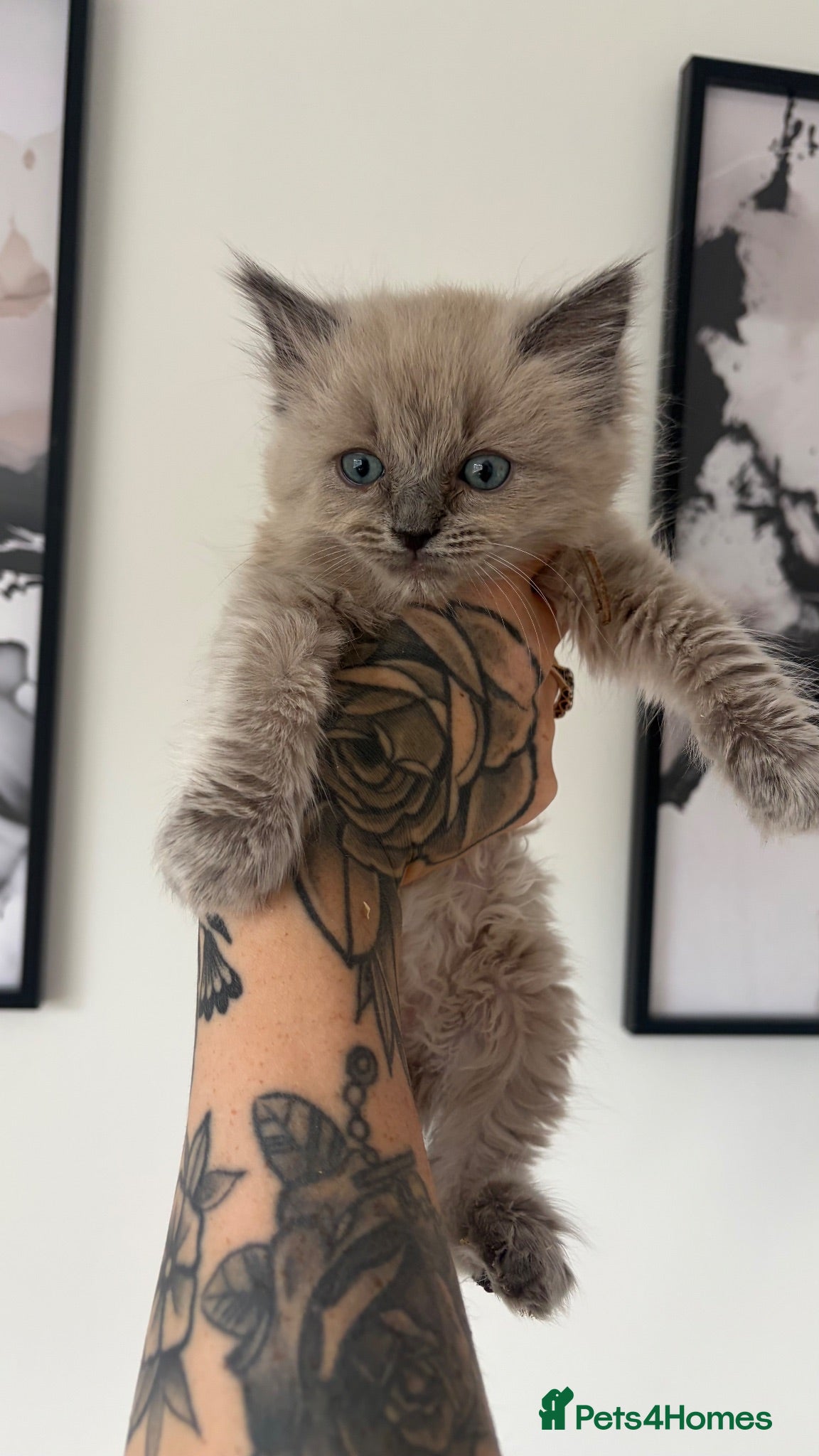 Ragdoll cats Last 2 stunning male ragdoll kittens - Advert 3