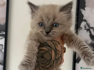 Ragdoll cats Last 2 stunning male ragdoll kittens - Advert 3