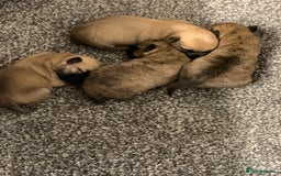 Cairn Terrier dogs for sale: Quality KC Reg Cairn Terrier puppies - Image 6