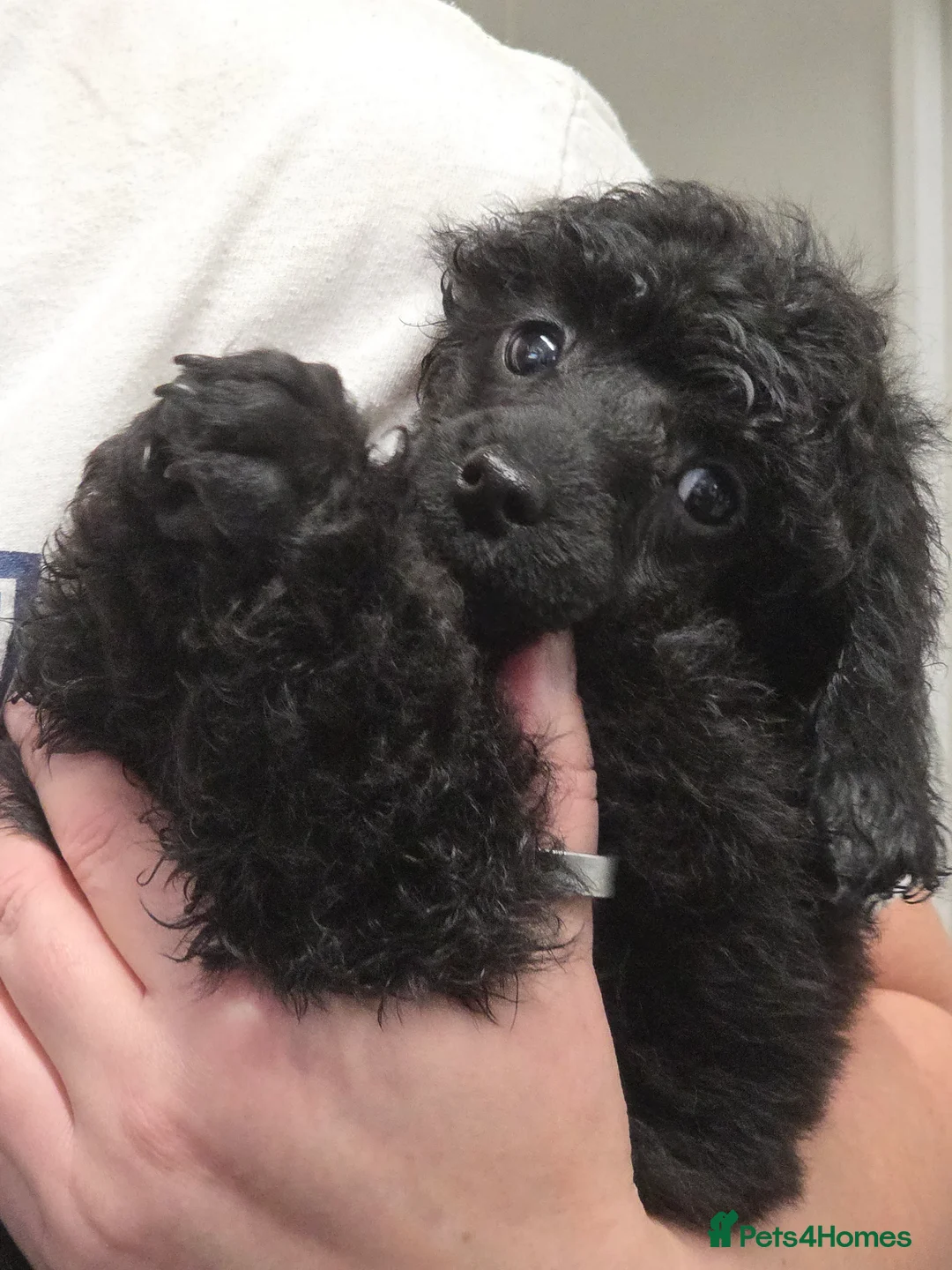 Miniature Poodle dogs for sale: Miniature Poodle Puppies – KC Registered - Advert 3