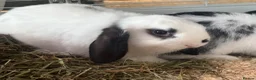 Mini Lop rabbits for sale: Two beautiful male rabbits for sale in Pembroke - Advert 6