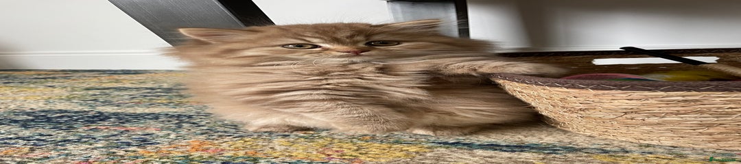 British Longhair Kitten 1