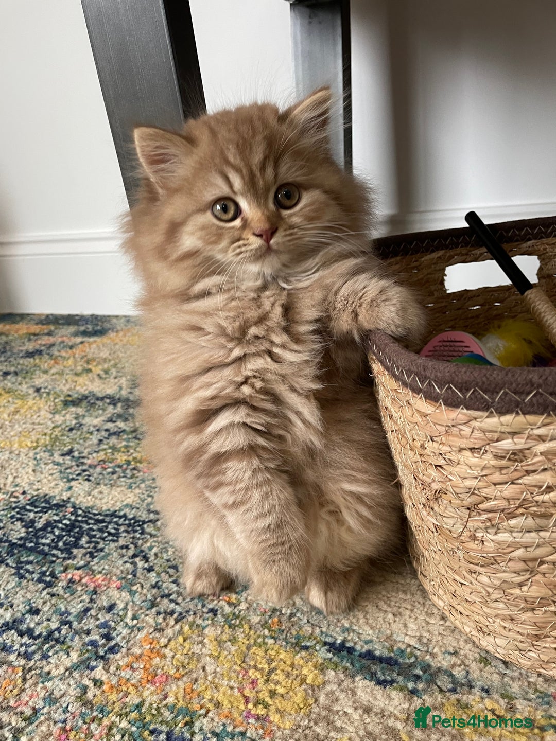 British Longhair cats for sale: Stunning litter of British long hair - Image 11