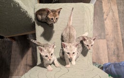 Savannah cats for sale: Snow leopard Savannah F6 kittens  - Image 1