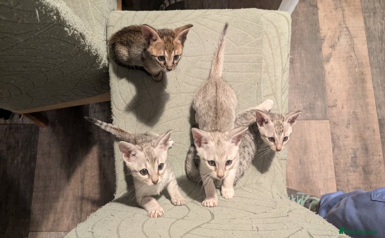 Savannah cats - Advert 1