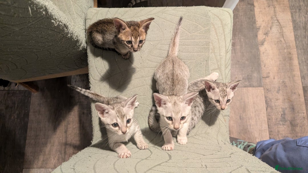 Savannah cats for sale: Snow leopard Savannah F6 kittens  - Image 1