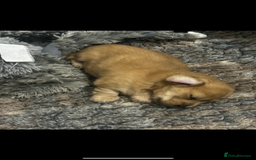 Miniature Dachshund dogs for sale: **RESERVED** cream miniature dachshund   - Image 6