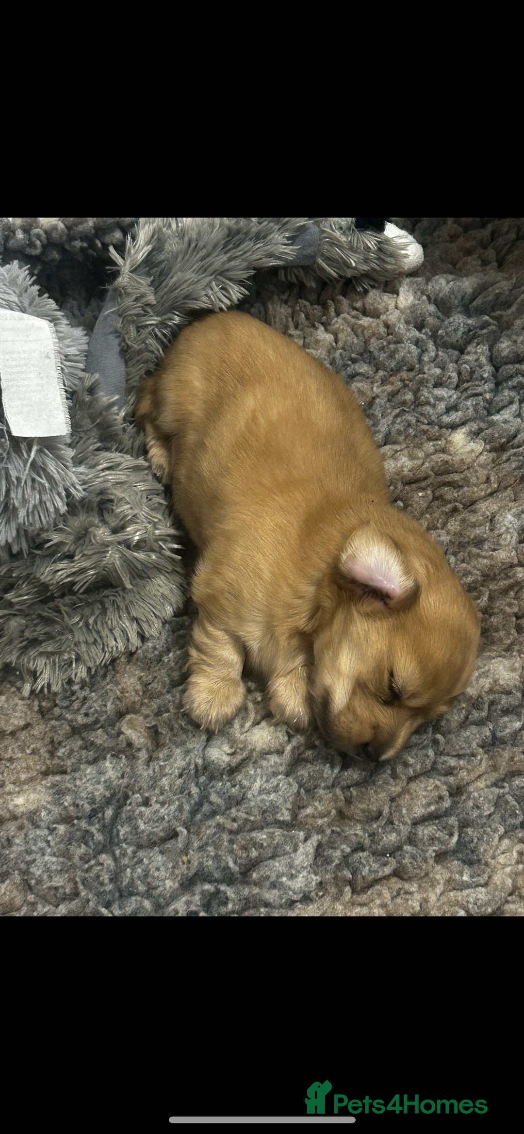 Miniature Dachshund dogs for sale: **RESERVED** cream miniature dachshund   - Image 6
