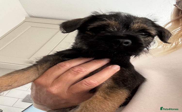 Border Terrier dogs - Advert 2