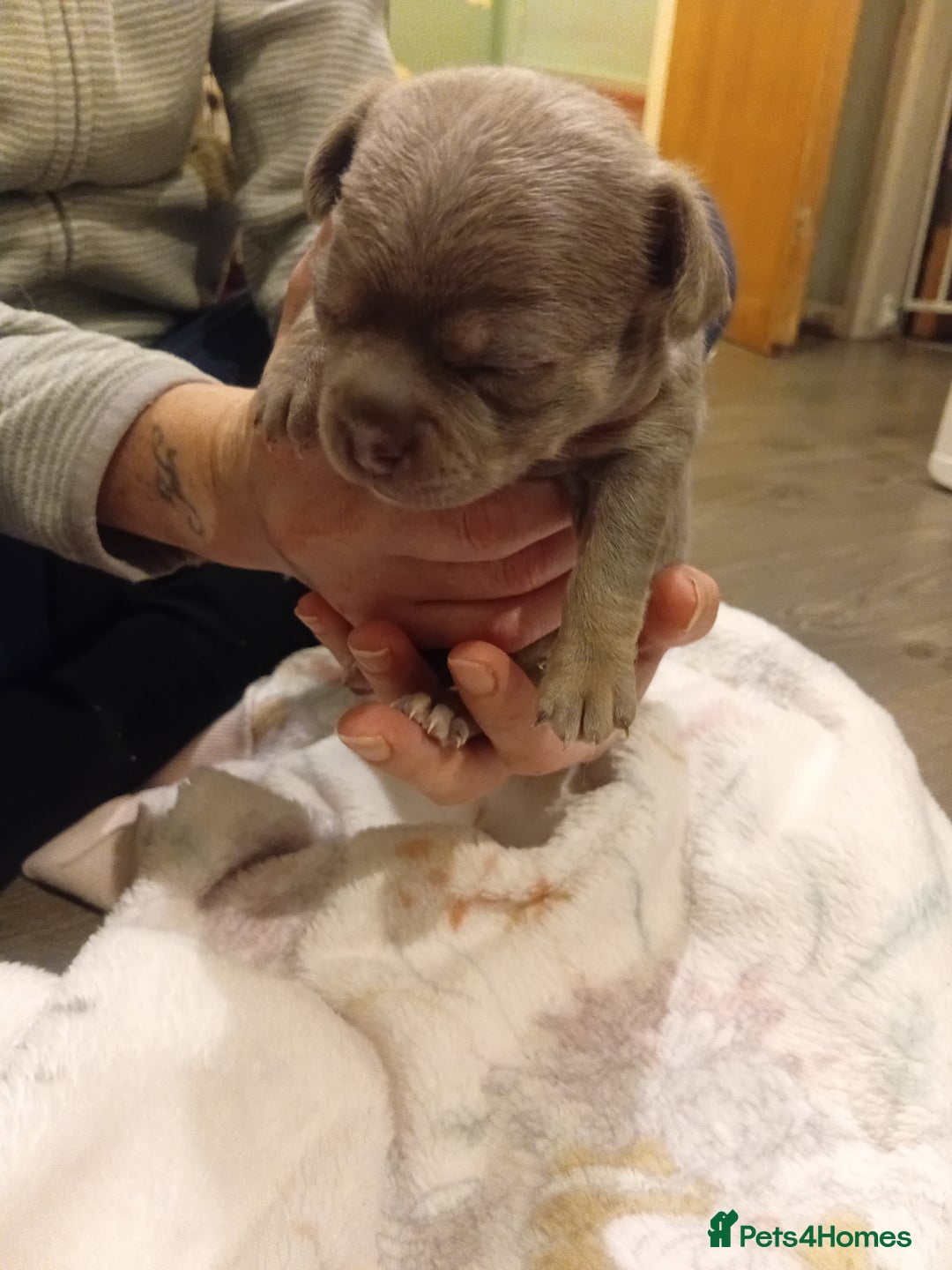 Chihuahua dogs for sale: Tiny KC lilac smooth coat chihuahua pup for sale  - Image 5