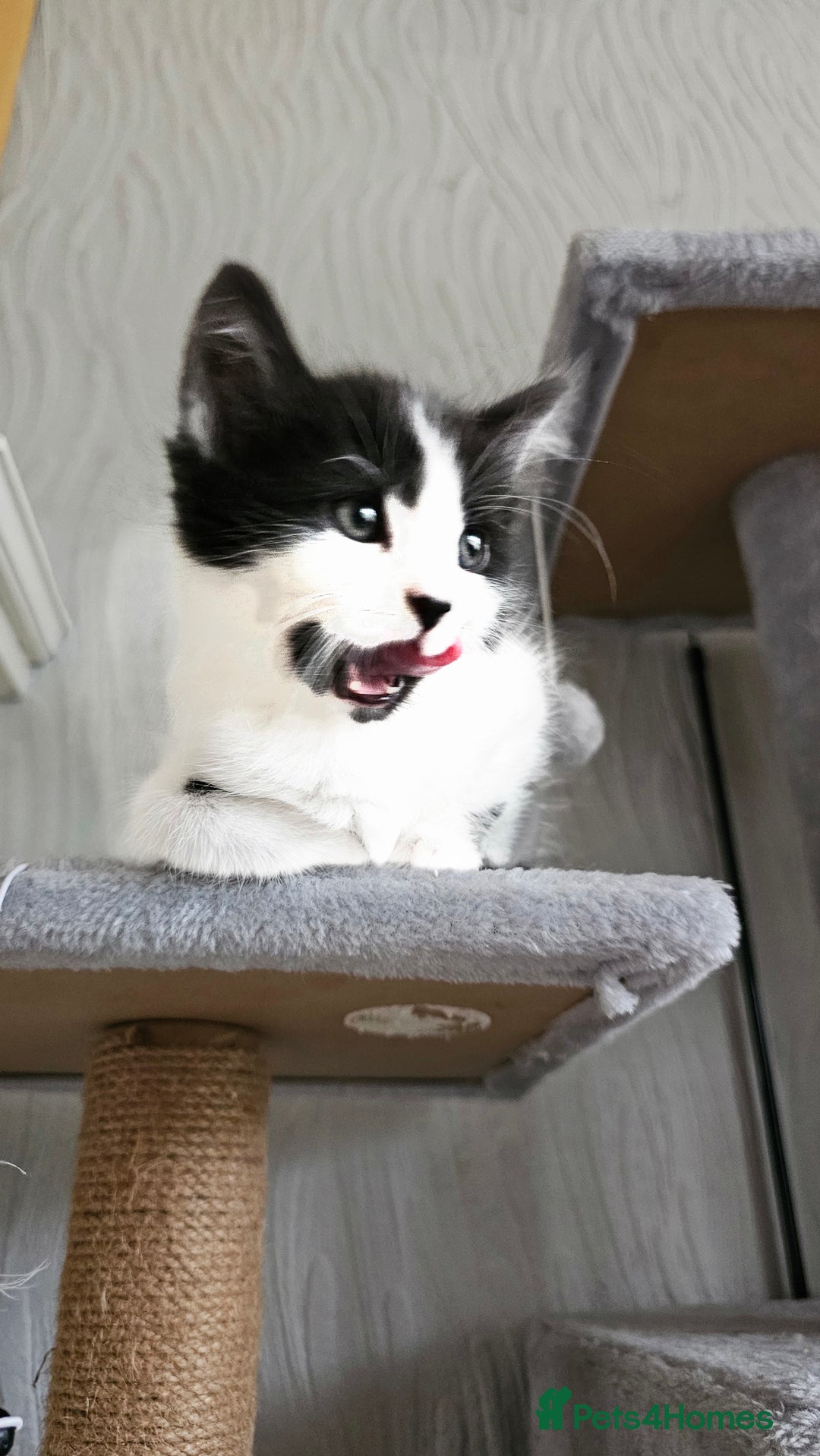 Mixed Breed cats for sale: 4 adorable kittens — 2 boys girls and 2 girls. - Image 19