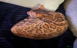 Bengal cats for sale: 3 beautiful pure breed bengals  - Image 9
