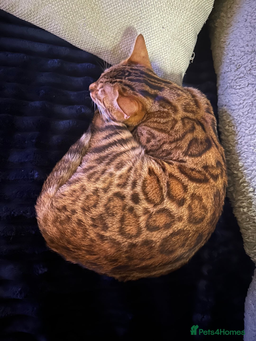 Bengal cats for sale: 3 beautiful pure breed bengals  - Image 9