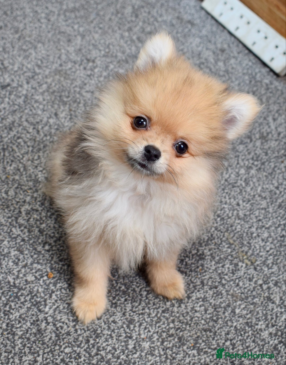 Pomeranian dogs for sale: Pomeranian puppies  - Image 1