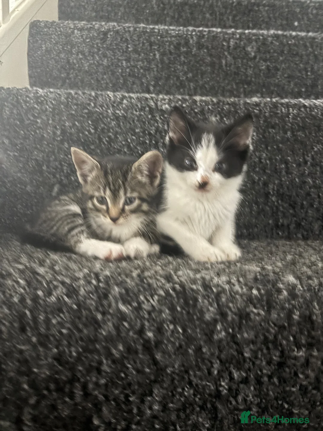 British Shorthair cats for sale: BEAUTIFUL KITTENS LOOKING FOR HOMES - Advert 2