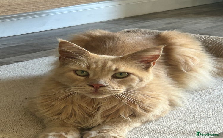 Maine Coon cats - Advert 3