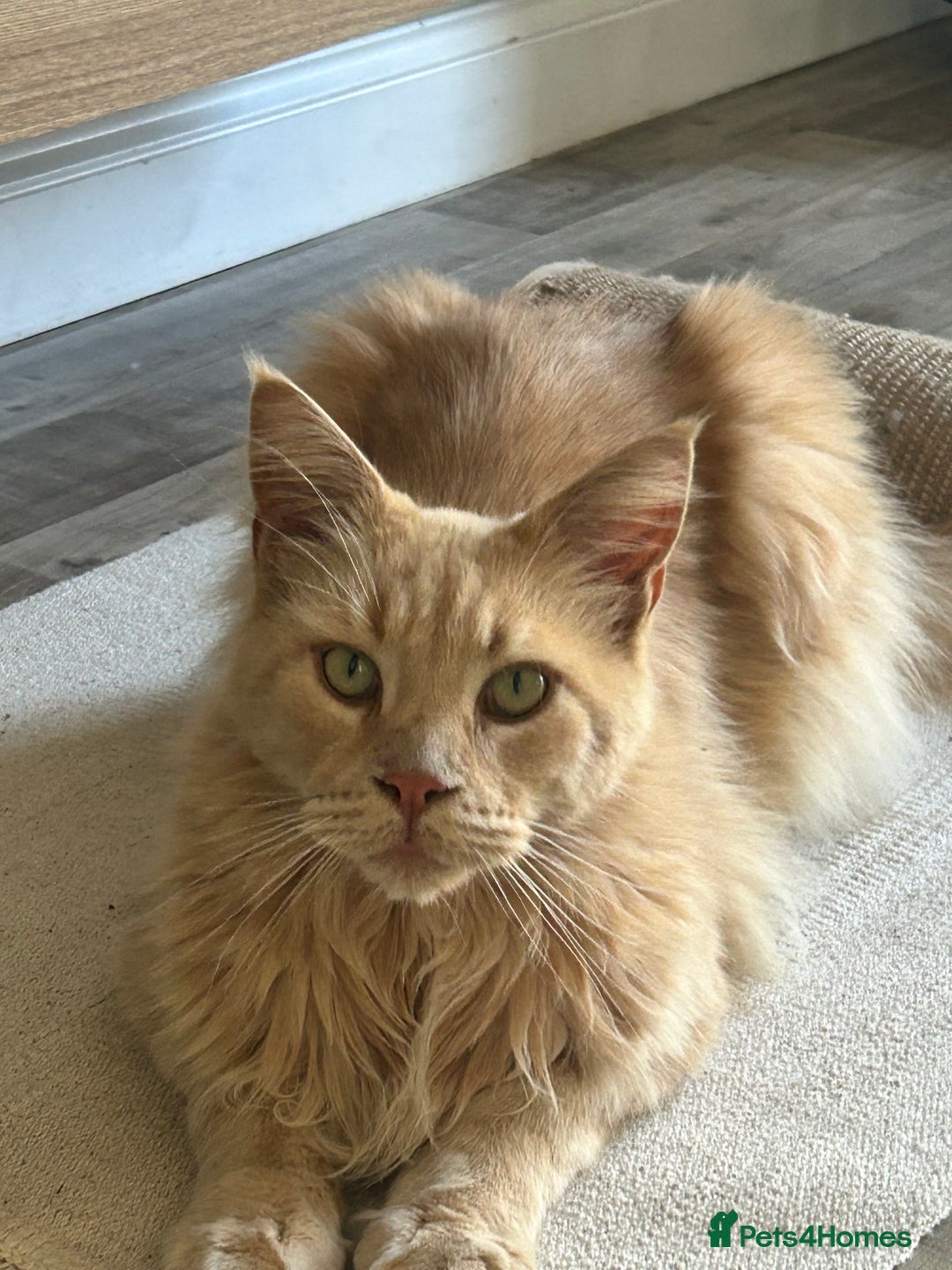 Maine Coon cats for sale: 🐾 Pedigree Cream Maine Coon - Image 1
