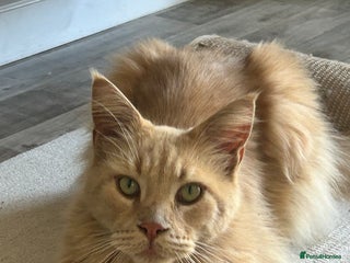 Maine Coon cats - Advert 24