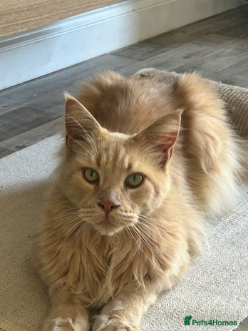 Maine Coon cats - Advert 14