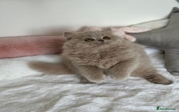 British Longhair cats for sale: Ready 🐻British Longhair chunky kittens💎🧸 - Image 8