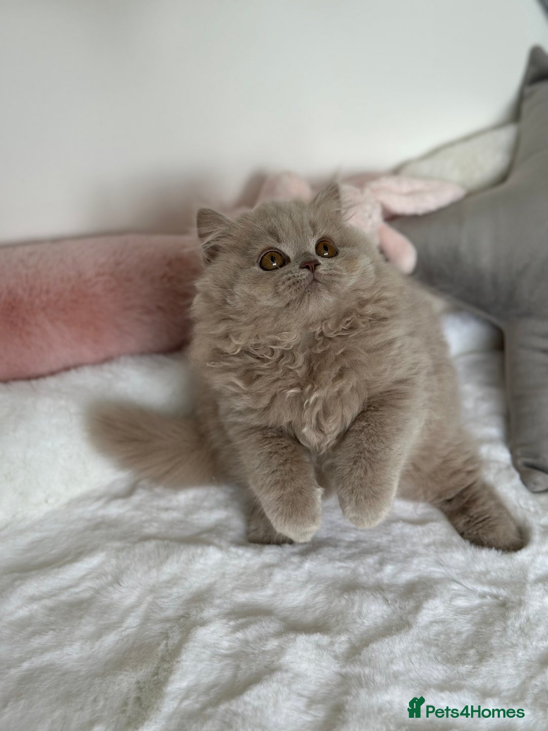 British Longhair cats for sale: Ready 🐻British Longhair chunky kittens💎🧸 - Image 8